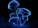 fluorescence6 * xat.com Image Optimizer * 1152 x 864 * (62KB)