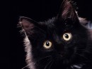 blackcats * 1024 x 768 * (72KB)