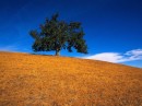 LONETREE * 1024 x 768 * (326KB)
