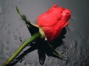 Rose1 * xat.com Image Optimizer * 800 x 600 * (63KB)