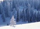 SnowTrees * xat.com Image Optimizer * 800 x 600 * (55KB)