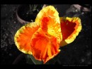 hamdiggy1 * xat.com Image Optimizer * 1024 x 768 * (106KB)